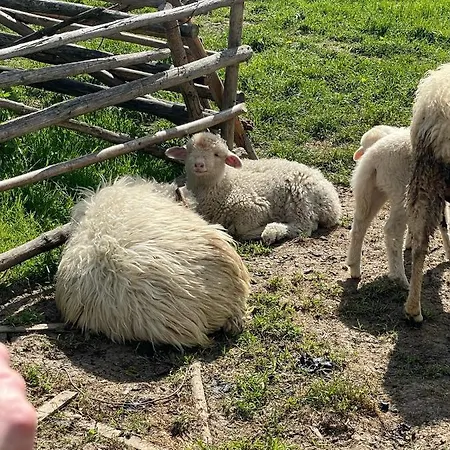 Franio Apartment Jaworki